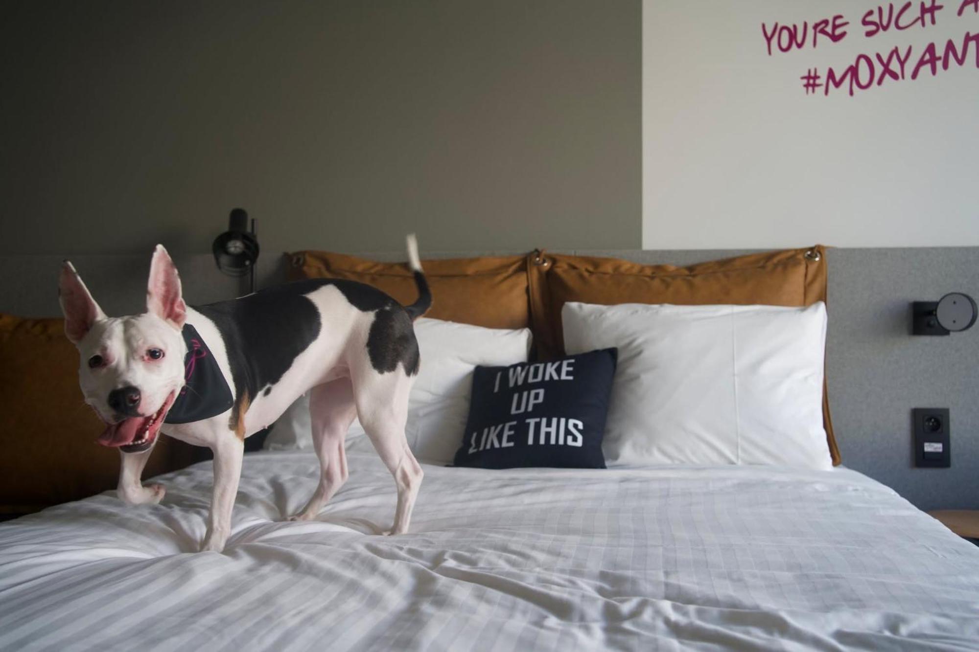 Hotel Moxy Antwerpia Zewnętrze zdjęcie